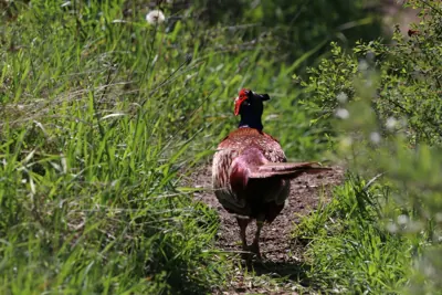 Faisan commun vivant pour ACCA et sociétés de chasse dans le Lot — Phasianus colchicus