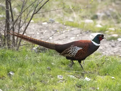 Faisan commun (Phasianus colchicus) — lâcher de repeuplement, élevage GIBIS dans le Nord