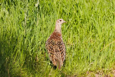 Faisan commun vivant pour ACCA et sociétés de chasse dans la Nièvre — Phasianus colchicus