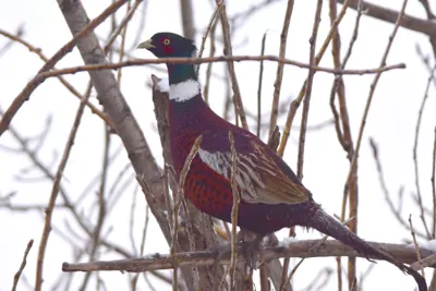 Faisan commun vivant pour ACCA et sociétés de chasse dans le Var — Phasianus colchicus