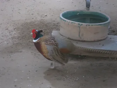 Faisan commun vivant pour ACCA et sociétés de chasse dans l' Allier — Phasianus colchicus