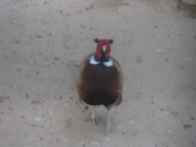 Faisan commun (Phasianus colchicus), gibier à plume de repeuplement — élevage GIBIS, livraison en Ariège