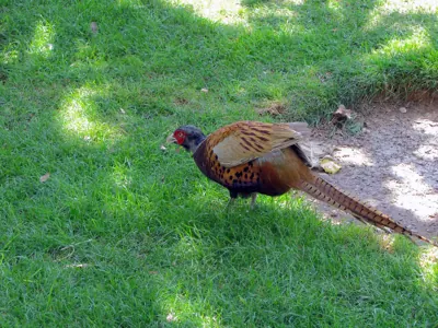 Faisan commun (Phasianus colchicus), gibier à plume de repeuplement — élevage GIBIS, livraison dans l' Aude