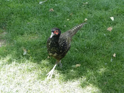 Faisan commun (Phasianus colchicus), gibier à plume de repeuplement — élevage GIBIS, livraison dans les Pyrénées-Orientales