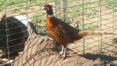 Photo de faisan commun (Phasianus colchicus) — gibier à plume de chasse, GIBIS dans le Lot