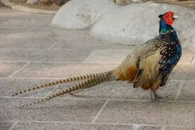 Photo de faisan commun (Phasianus colchicus) — gibier à plume de chasse, GIBIS dans la Nièvre