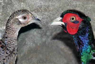 Photo de faisan commun (Phasianus colchicus) — gibier à plume de chasse, GIBIS dans le Var