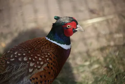 Faisan commun (Phasianus colchicus), gibier à plume de repeuplement — élevage GIBIS, livraison dans la Marne