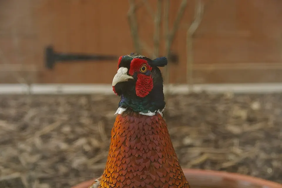 Photo de faisan commun (Phasianus colchicus) — gibier à plume de chasse, GIBIS dans l' Indre