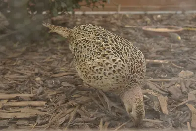 Faisan commun (Phasianus colchicus), gibier à plume de repeuplement — élevage GIBIS, livraison dans le Haut-Rhin