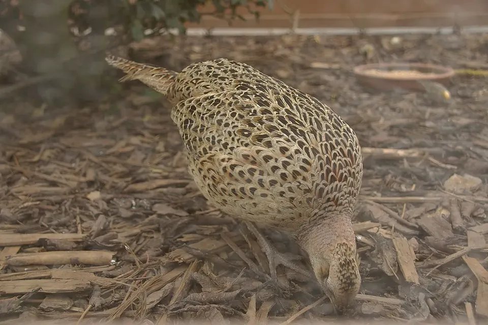 Photo de faisan commun (Phasianus colchicus) — gibier à plume de chasse, GIBIS dans l' Allier