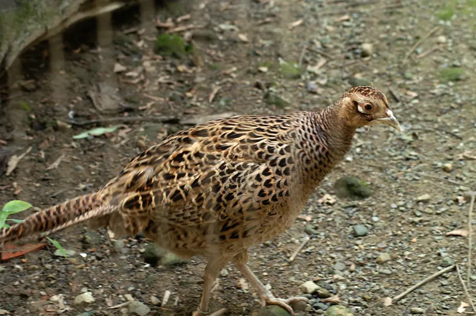 Photo de faisan commun (Phasianus colchicus) — gibier à plume de chasse, GIBIS dans la Somme