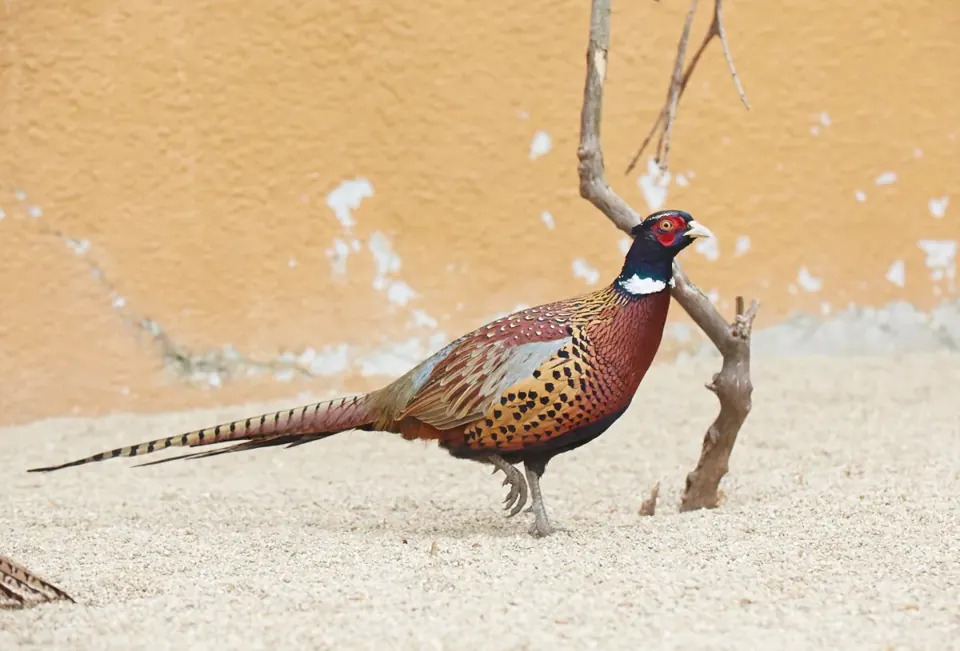 Photo de faisan commun (Phasianus colchicus) — gibier à plume de chasse, GIBIS dans la Vienne