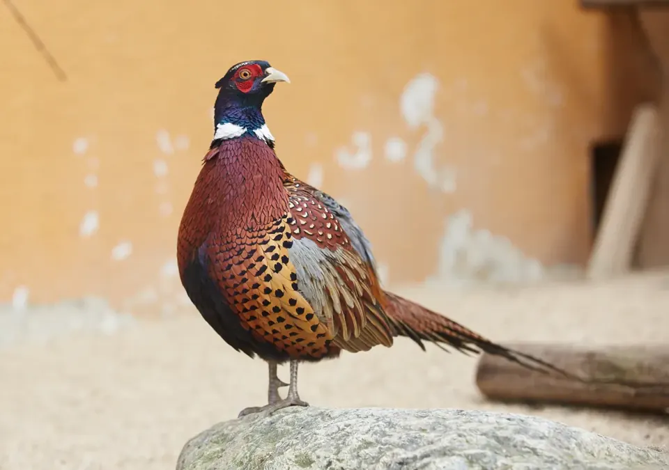 Photo de faisan commun (Phasianus colchicus) — gibier à plume de chasse, GIBIS en Charente