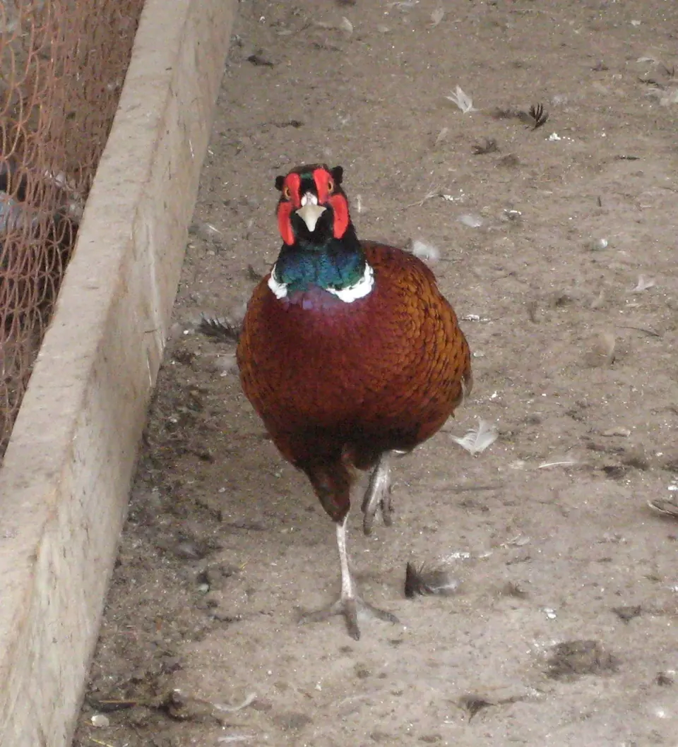 Photo de faisan commun (Phasianus colchicus) — gibier à plume de chasse, GIBIS dans les Deux-Sèvres