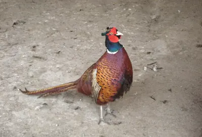 Faisan commun (Phasianus colchicus) — lâcher de repeuplement, élevage GIBIS en Lozère