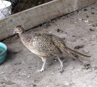 Faisan commun (Phasianus colchicus), gibier à plume de repeuplement — élevage GIBIS, livraison dans l' Yonne