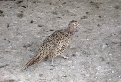 Faisan commun (Phasianus colchicus) — lâcher de repeuplement, élevage GIBIS dans le Gers