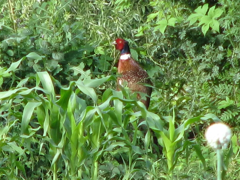 Photo de faisan commun (Phasianus colchicus) — gibier à plume de chasse, GIBIS en Vendée