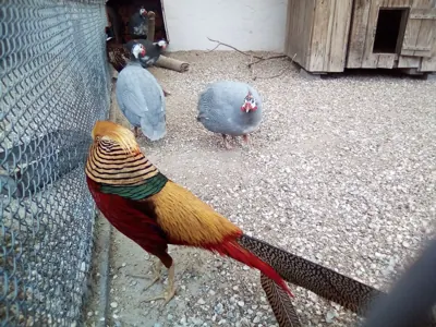 Faisan commun (Phasianus colchicus), gibier à plume de repeuplement — élevage GIBIS, livraison dans l' Essonne