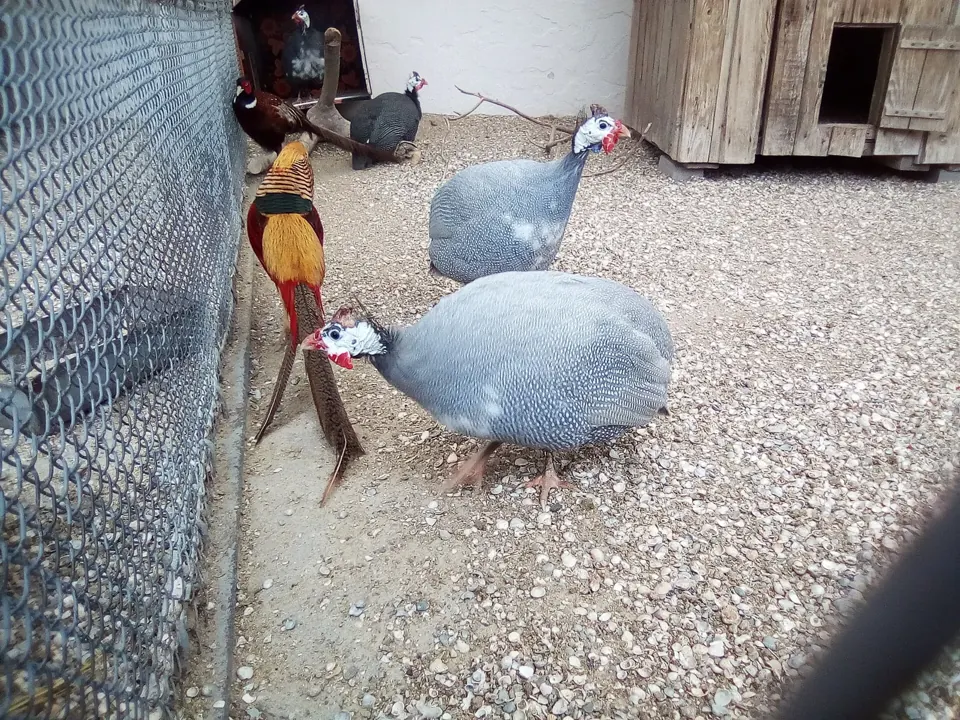 Faisan commun (Phasianus colchicus), gibier à plume de repeuplement — élevage GIBIS, livraison en Indre-et-Loire