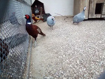 Faisan commun (Phasianus colchicus), gibier à plume de repeuplement — élevage GIBIS, livraison dans les Yvelines