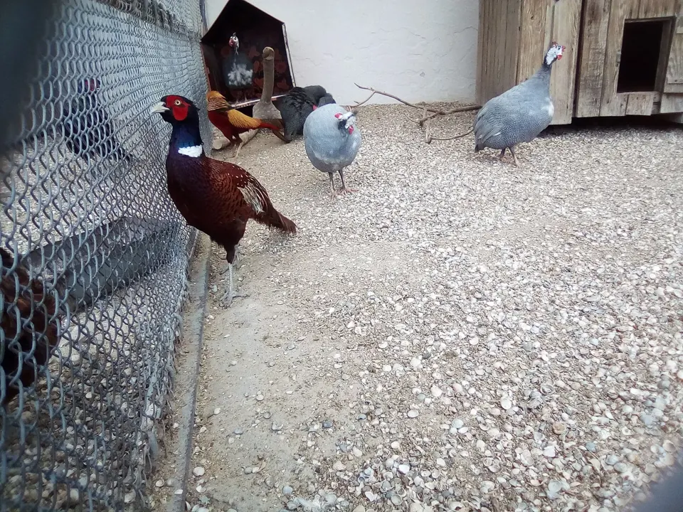 Faisan commun (Phasianus colchicus), gibier à plume de repeuplement — élevage GIBIS, livraison dans l' Oise