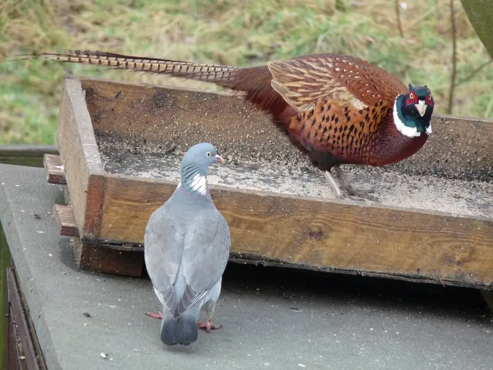 Photo de faisan commun (Phasianus colchicus) — gibier à plume de chasse, GIBIS dans le Vaucluse
