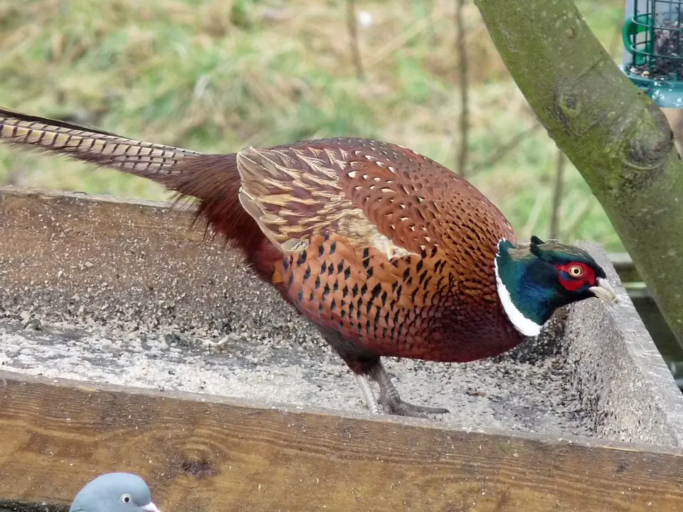 Faisan commun (Phasianus colchicus), gibier à plume de repeuplement — élevage GIBIS, livraison dans l' Ain