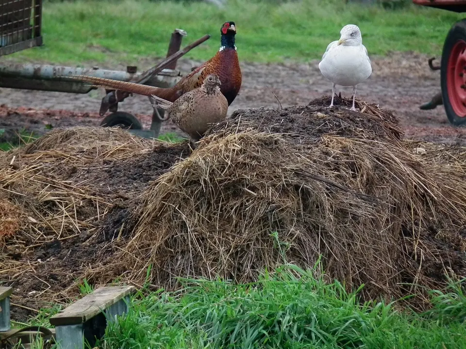 Faisan commun (Phasianus colchicus), gibier à plume de repeuplement — élevage GIBIS, livraison dans l' Indre