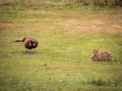 Faisan commun vivant pour ACCA et sociétés de chasse dans le Bas-Rhin — Phasianus colchicus