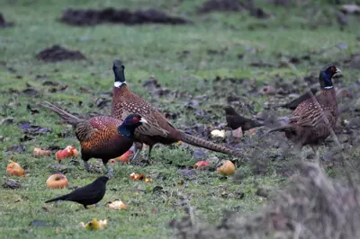 Faisan commun (Phasianus colchicus), gibier à plume de repeuplement — élevage GIBIS, livraison dans la Drôme