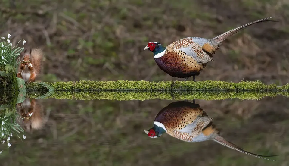 Faisan commun (Phasianus colchicus), gibier à plume de repeuplement — élevage GIBIS, livraison dans la Vienne