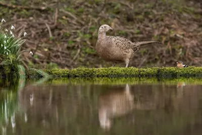 Faisan commun (Phasianus colchicus) — lâcher de repeuplement, élevage GIBIS dans le Jura
