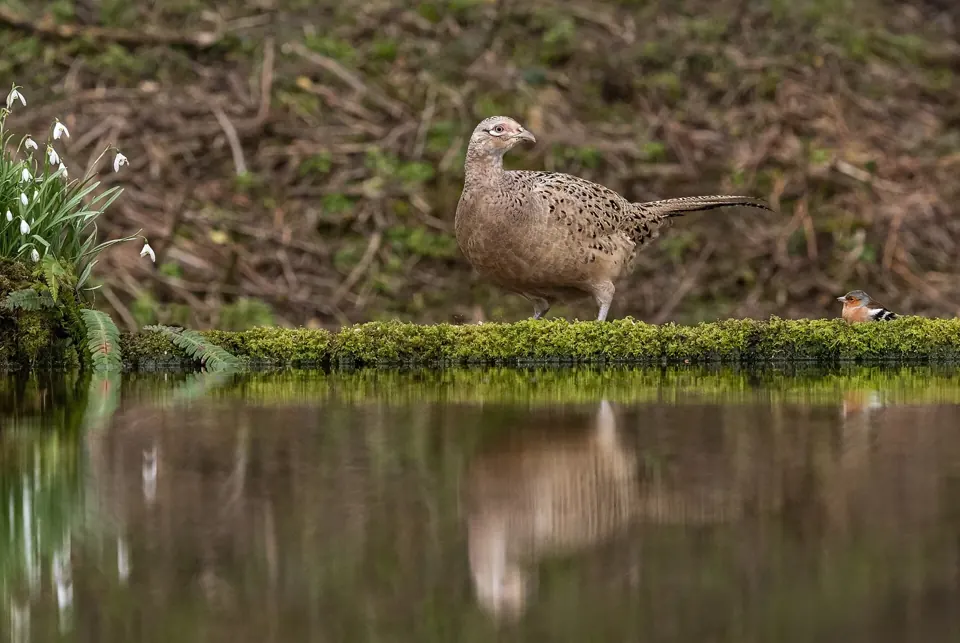 Photo de faisan commun (Phasianus colchicus) — gibier à plume de chasse, GIBIS en Ariège