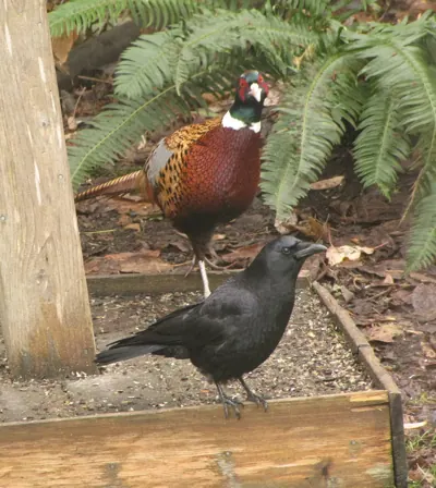 Faisan commun (Phasianus colchicus), gibier à plume de repeuplement — élevage GIBIS, livraison dans la Loire