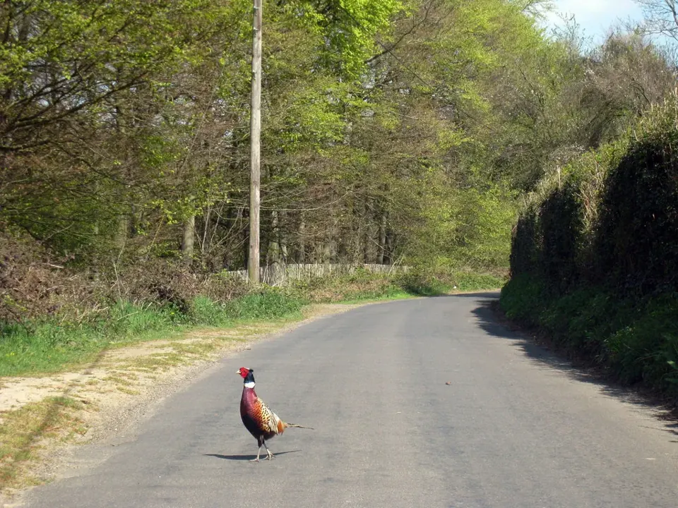 Faisan commun (Phasianus colchicus), gibier à plume de repeuplement — élevage GIBIS, livraison en Dordogne
