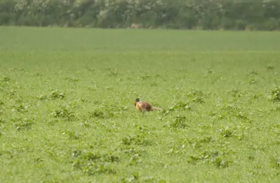 Faisan commun vivant pour ACCA et sociétés de chasse dans l' Orne — Phasianus colchicus