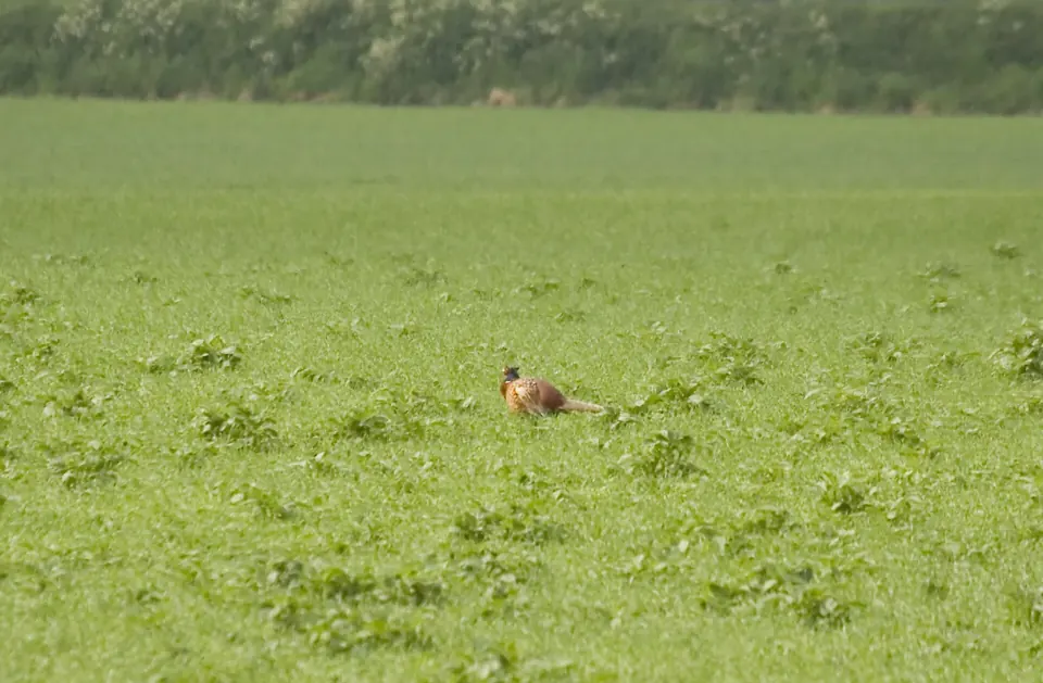 Photo de faisan commun (Phasianus colchicus) — gibier à plume de chasse, GIBIS dans le Gers