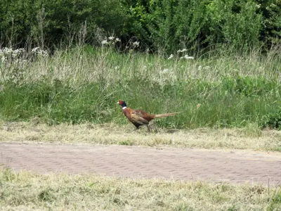Faisan commun (Phasianus colchicus), gibier à plume de repeuplement — élevage GIBIS, livraison dans le Cher