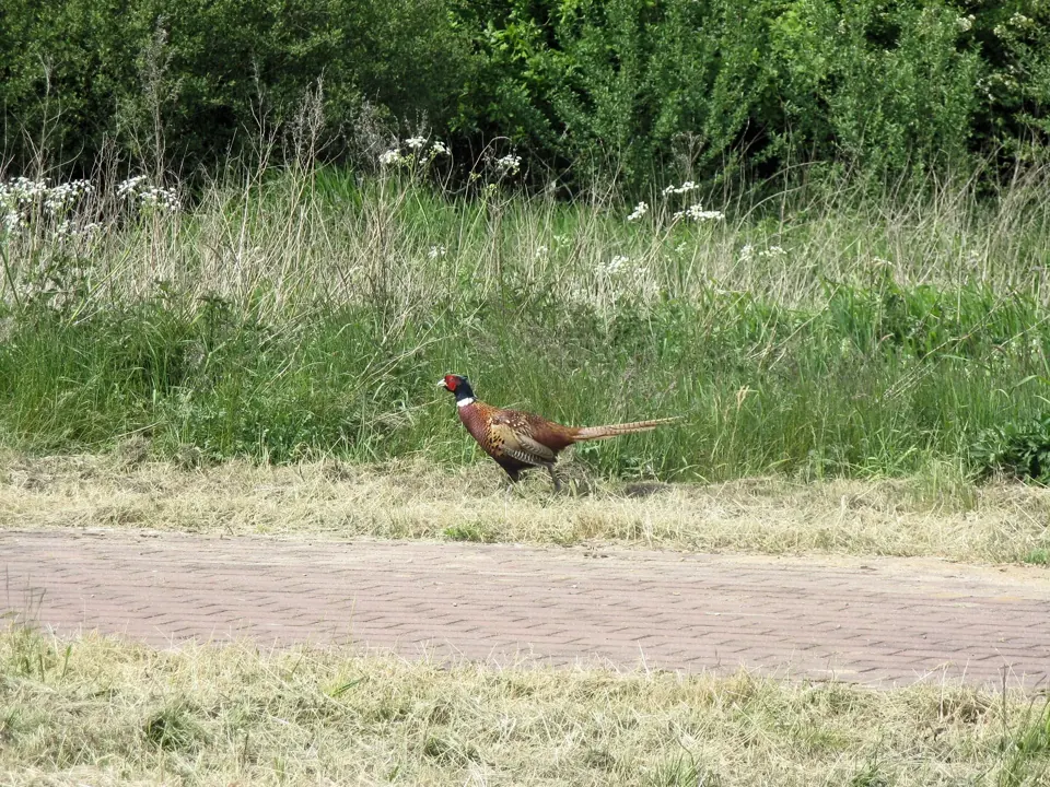 Photo de faisan commun (Phasianus colchicus) — gibier à plume de chasse, GIBIS dans la Creuse