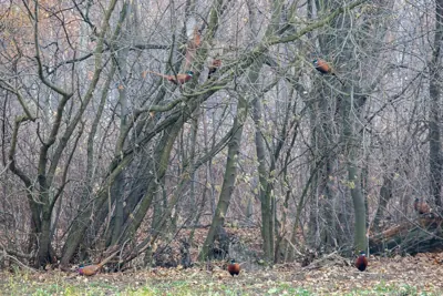 Faisan commun (Phasianus colchicus) — lâcher de repeuplement, élevage GIBIS dans l' Aisne