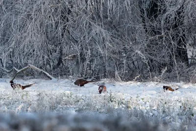 Faisan commun vivant pour ACCA et sociétés de chasse dans l' Essonne — Phasianus colchicus