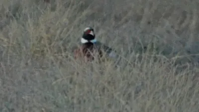 Faisan commun vivant pour ACCA et sociétés de chasse en Corse-du-Sud — Phasianus colchicus