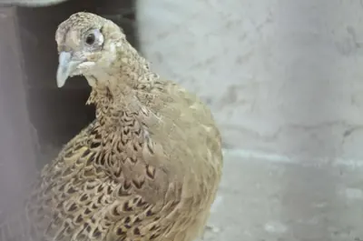 Faisan commun (Phasianus colchicus) — lâcher de repeuplement, élevage GIBIS dans les Côtes-d'Armor