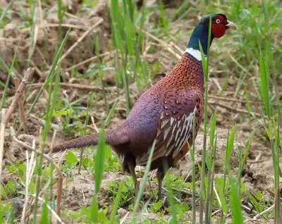 Faisan commun (Phasianus colchicus), gibier à plume de repeuplement — élevage GIBIS, livraison en Charente