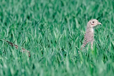 Photo de faisan commun (Phasianus colchicus) — gibier à plume de chasse, GIBIS dans l' Essonne