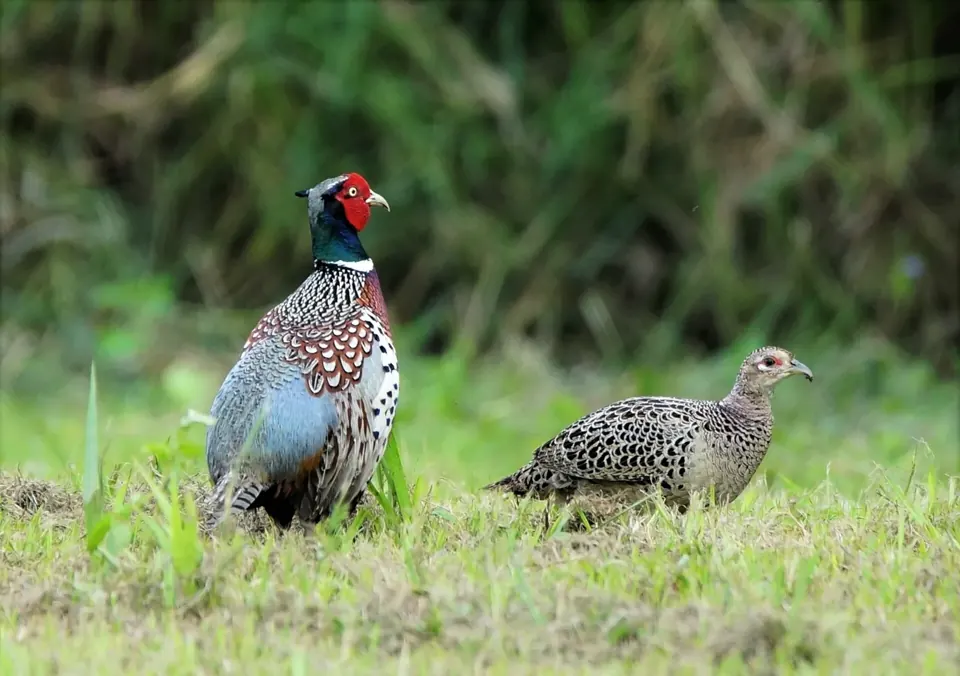 Photo de faisan commun (Phasianus colchicus) — gibier à plume de chasse, GIBIS dans la Marne