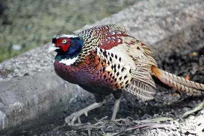 Faisan commun (Phasianus colchicus) — lâcher de repeuplement, élevage GIBIS dans le Lot