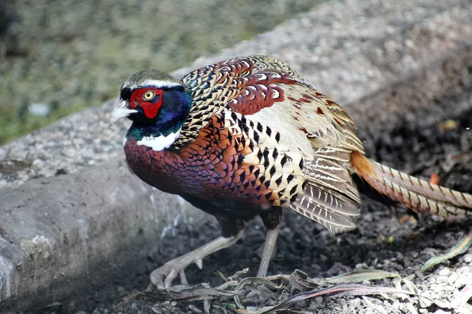 Photo de faisan commun (Phasianus colchicus) — gibier à plume de chasse, GIBIS en Haute-Marne